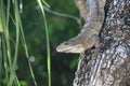 Grey iguana