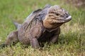 Grey Iguana in Dominican Republic 3