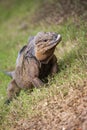 Grey Iguana in Dominican Republic 4