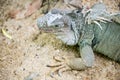 Grey Iguana