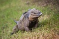 Grey Iguana in Dominican Republic 2