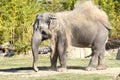 Indian elephant having bath in dust Royalty Free Stock Photo