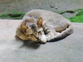Grey Indian feral cat in the mud at a shelter in Debagarh, Odisha, India in October 2021....