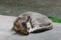 Grey Indian feral cat in the mud at a shelter in Debagarh, Odisha, India in October 2021....