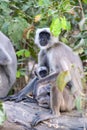 Grey Indian monkey - Langur resting on tree in an Indian Forest.