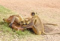 Grey Indian monkey - Langurs quenching their thirst in hot summers at jungle