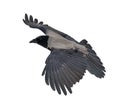 Grey isolated large crow flight Royalty Free Stock Photo