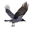 Grey isolated on white large crow flight Royalty Free Stock Photo