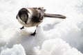 Grey Jay in the melting snow