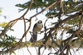 Grey Jay perched high in a tree in Gros Morne National Park