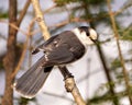 Grey Jay Photo and Image. Rear view perched on a tree branch displaying grey colour, tail, wings, feet, eye with a forest