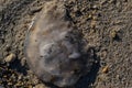 Jelly Fish Blends into Lewis Beach Sand