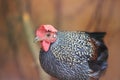 Grey junglefowl Royalty Free Stock Photo