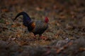 Grey Junglefowl, Gallus sonneratii, bird in the nature habitat, Kabini Nagarhole NP in India. Cock witih long tail and red head. Royalty Free Stock Photo