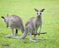 Grey kangaroo