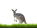 Grey kangaroo with green grass isolated