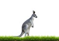 Grey kangaroo with green grass isolated