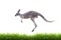 Grey kangaroo jump on green grass isolated