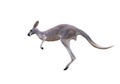 Grey kangaroo jumping
