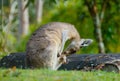 Grey kangaroo mother tends her joey Royalty Free Stock Photo