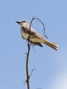 Grey Kingbird (Tyrannus dominicensis) Royalty Free Stock Photo