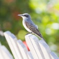 Grey Kingbird (Tyrannus dominicensis) Royalty Free Stock Photo