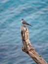 Gray kingbird, Tyrannus dominicensis. CuraÃÂ§ao, Lesser Antilles, Caribbean