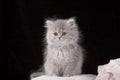 Grey Kitten Royalty Free Stock Photo