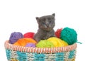 Grey kitten in a basket of yarn balls Royalty Free Stock Photo