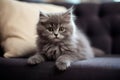 Grey kitten breed British shorthair cat