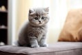 Grey kitten breed British shorthair cat