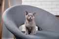 Grey kitten Burmese sitting on a gray fabric chair in the interior against the white brick walls