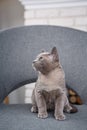 Grey kitten Burmese sitting on a gray fabric chair in the interior against the white brick walls