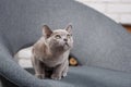 Grey kitten Burmese sitting on a gray fabric chair in the interior against the white brick walls