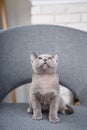 Grey kitten Burmese sitting on a gray fabric chair in the interior against the white brick walls