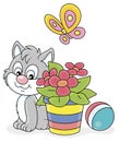 Grey kitten with a butterfly and a flower