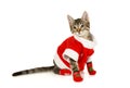 Grey kitten dressed in a Santa Claus costume sitting over white