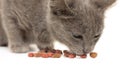 Grey kitten eating cat food Royalty Free Stock Photo