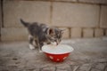 Grey kitten eating food from a red bowl. Lovely little cat eat outdoor Royalty Free Stock Photo