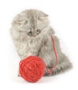 grey kitten with huge red clew Royalty Free Stock Photo