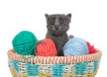 Grey kitten peaking out of a basket of yarn balls Royalty Free Stock Photo