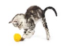 Grey kitten playing Royalty Free Stock Photo