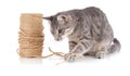 grey kitten playing with a coil of rope Royalty Free Stock Photo