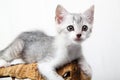 Grey kitten playing Royalty Free Stock Photo