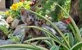 Grey kitten playing with plants Royalty Free Stock Photo