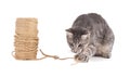 grey kitten playing with a reel of string Royalty Free Stock Photo