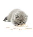 Grey kitten playing rope Royalty Free Stock Photo