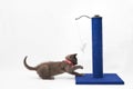 Grey kitten playing with a scratching post