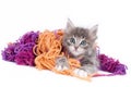 Grey kitten playing with wool Royalty Free Stock Photo