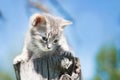 Grey kitten sitting. Blue sky background. Outdoor